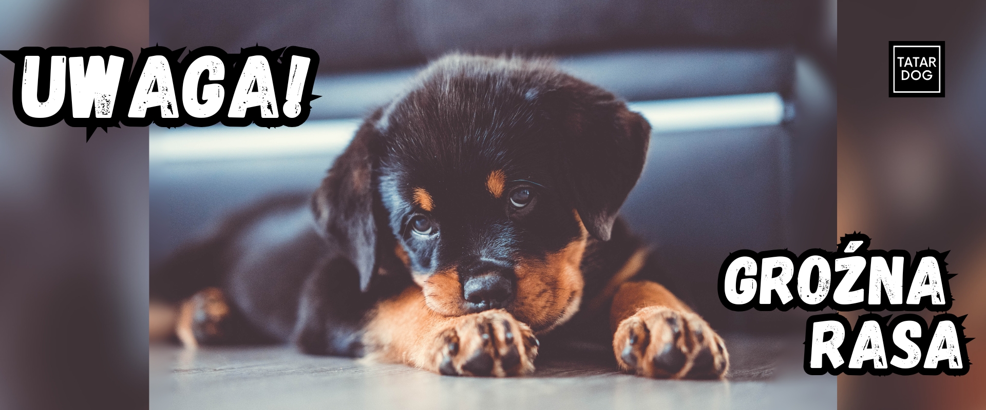 Rottweiler - groźna rasa